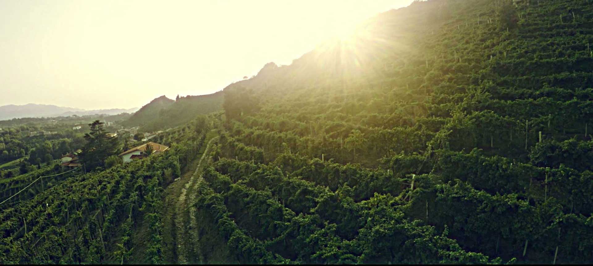 FROM THE LAND OF PROSECCO